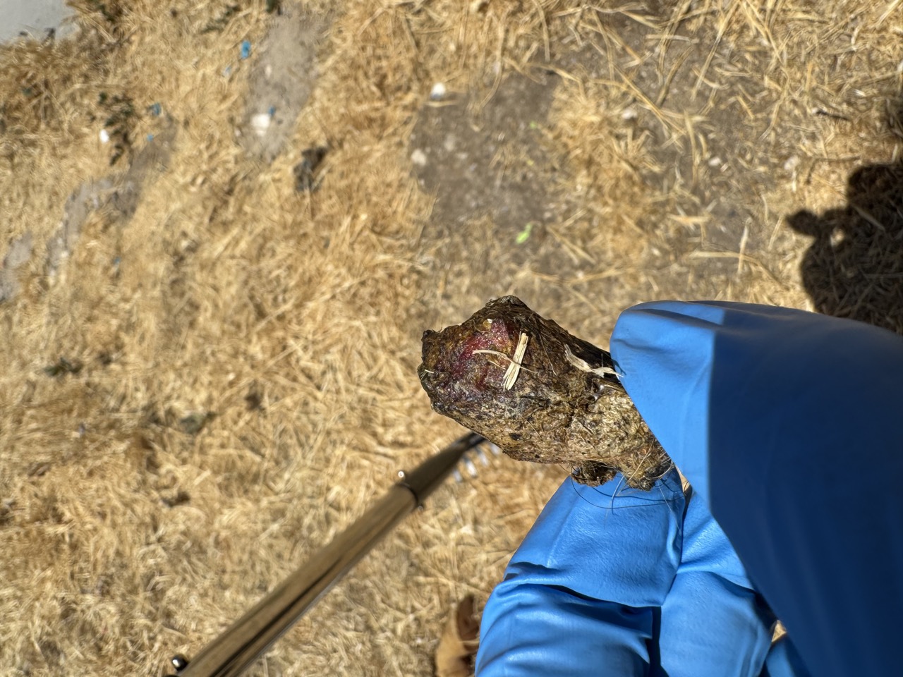 Blood found in a dog's stool during a Scoopie multi-dog yard visit on June 21, 2026, flagged for the owner to monitor